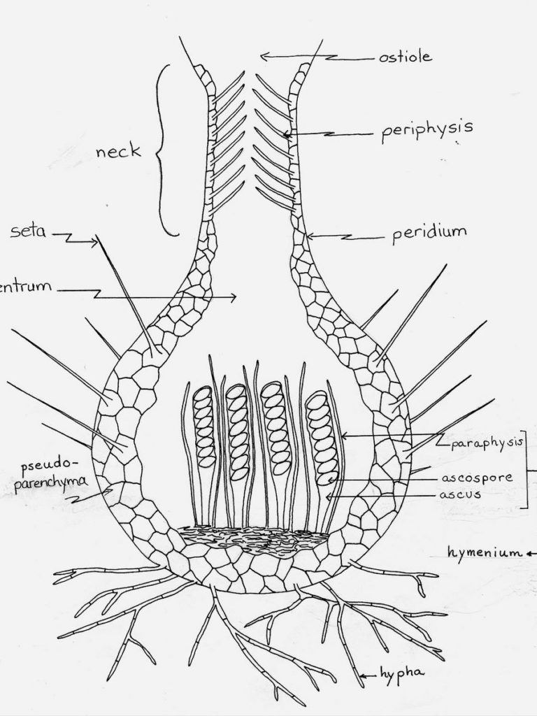 Ascomycota| Fruit body| Ascocarp| Types|