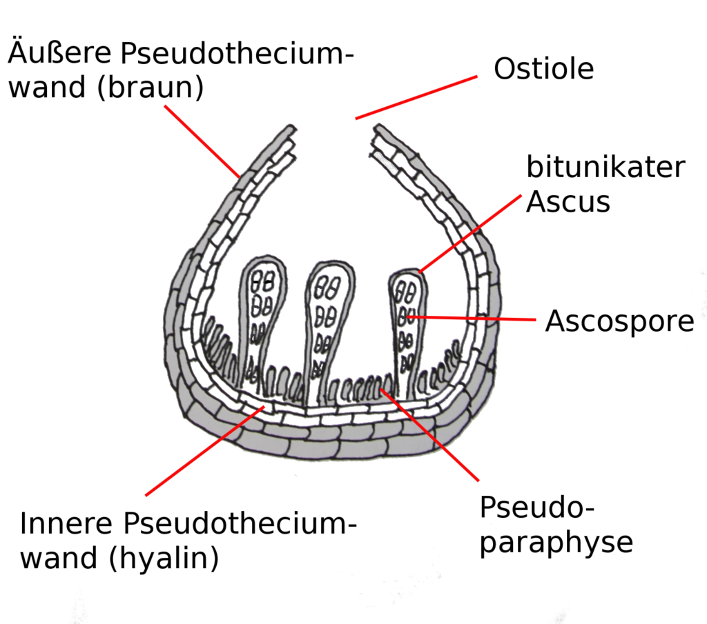 Fruit body Ascocarp Types