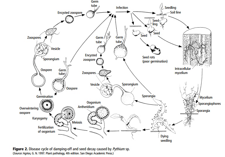 pythium life cycle