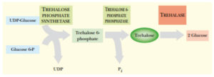 Trehalose synthesis