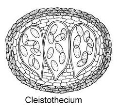 Fig: Cleistothecium