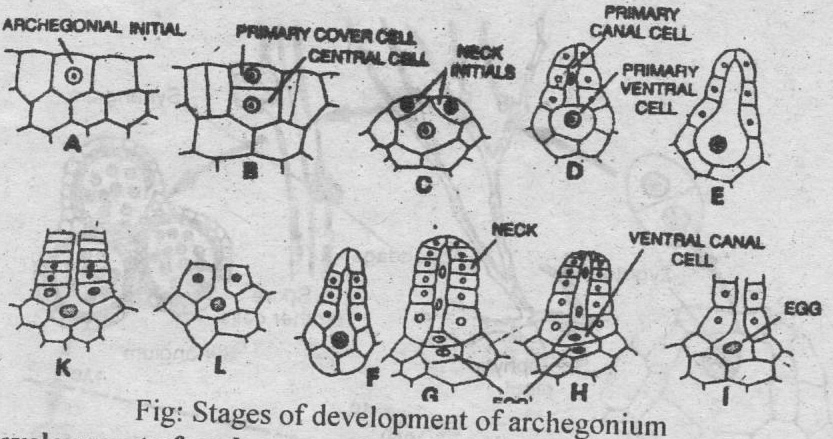development of archigonium