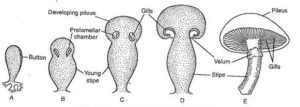 Fig: Development of Basidiocarp in Agaricus