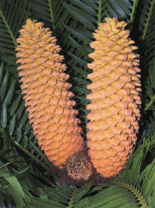 Cycas male cones