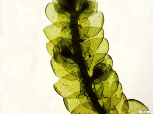Leaves of porella