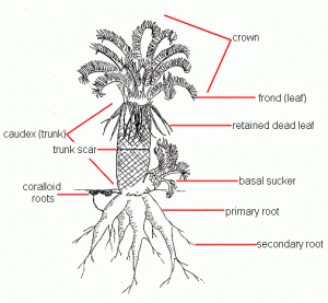 Plant parts of cycas