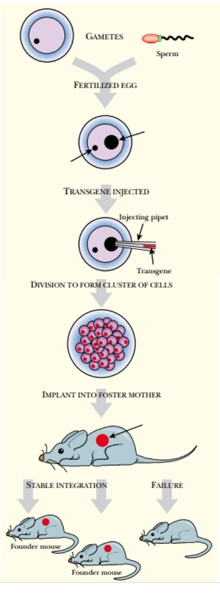 Fig: 1.0: Procedure to make animal transgenes