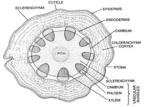 Fig: T.S of stem of ephedra