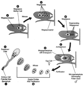 development of female gametophyte