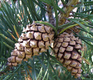 Female cone of Pinus