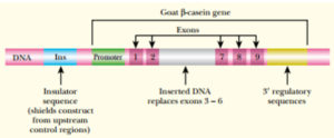 FIGURE 15.3 Milk Expression Construct for Transgenic Goats In order to express a recombinant protein in goat milk, the gene of interest is inserted in place of the β -casein gene. The transgene will be expressed using the endogenous promoter and 3′ regulatory elements that restrict β -casein expression to goat milk. The construct also has insulator sequences that block other regulatory elements from affecting expression (see later discussion).