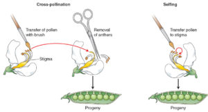 Figure 2-3 In a cross of a pea plant (left ), pollen from the anthers of one plant is transferred to the stigma of another. In a self (right ), pollen is transferred from the anthers to the stigmata of the same plant.