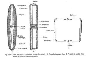 Cell wall of Pinnularia