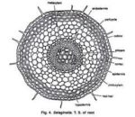 T S of Root - Study Solutions