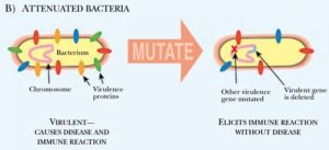 Attenuated Pathogens
