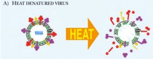 heat denature virus