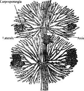 Branches of Batrachospermum