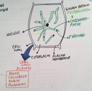 Ectocarpus cell structure