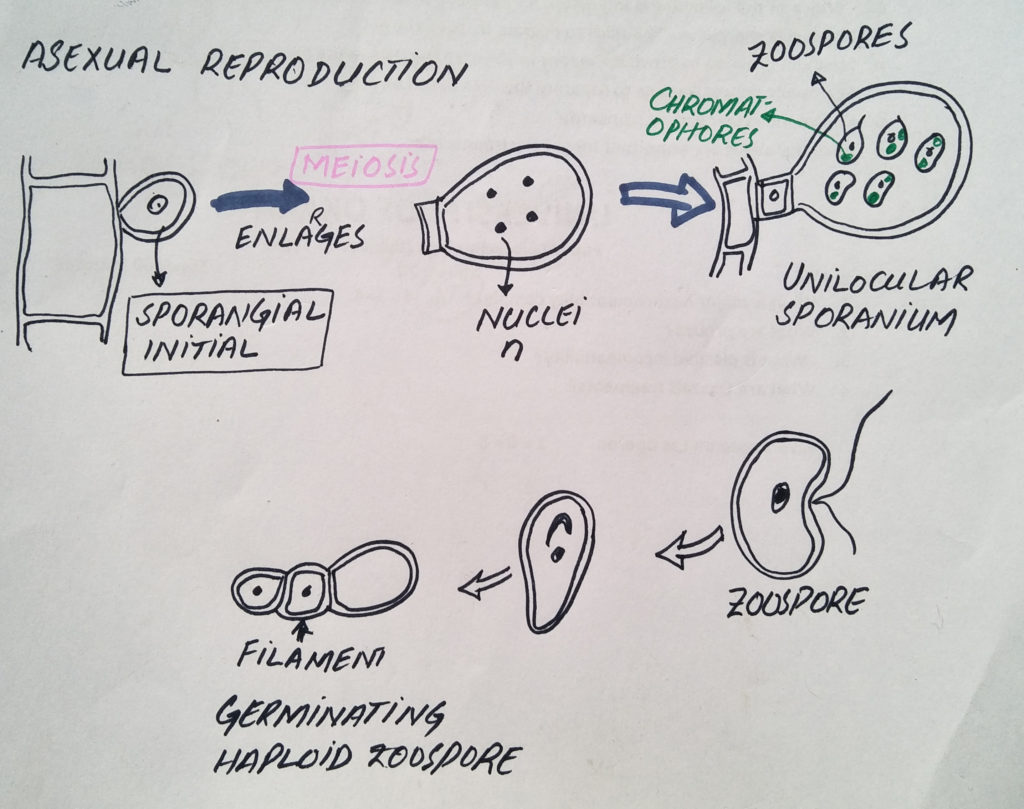 Ectocarpus Occurrence Life cycle Pheophyta