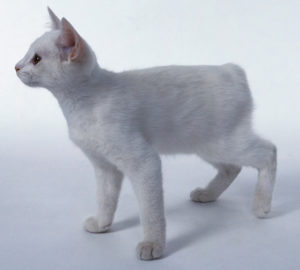 White Manx cat standing,