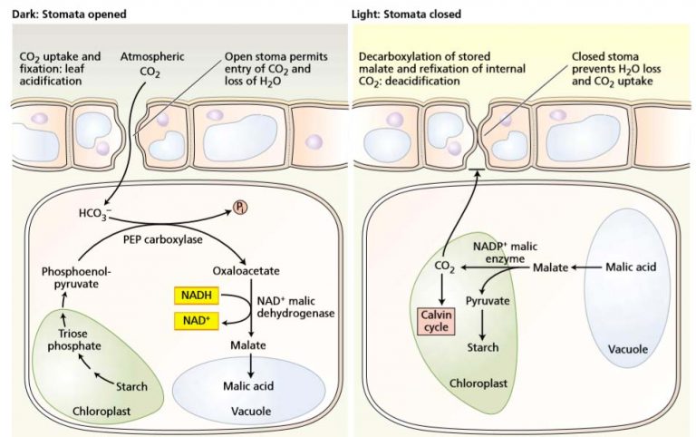 Cassulacean Acid Metabolism - Study Solutions