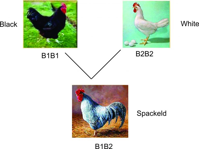 incomplete-dominance-study-solutions