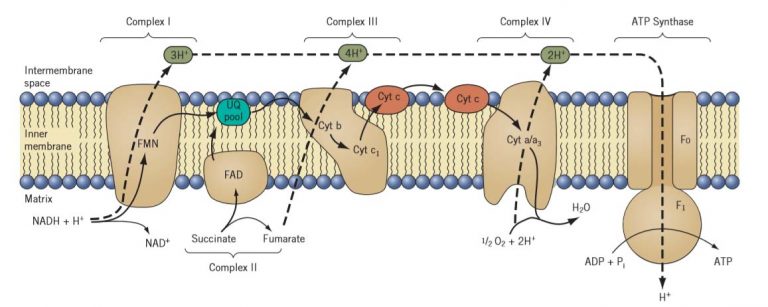 Electron Transport Chain - Study Solutions