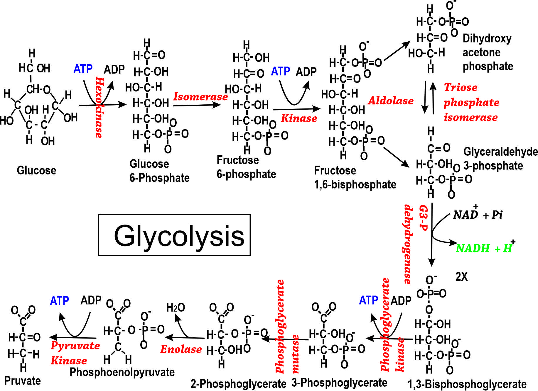 Glycolysis To Pyruvate