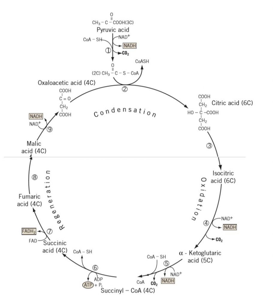 krebs cycle Study Solutions