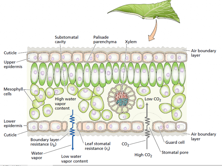 Water loss from Leaf - Study Solutions