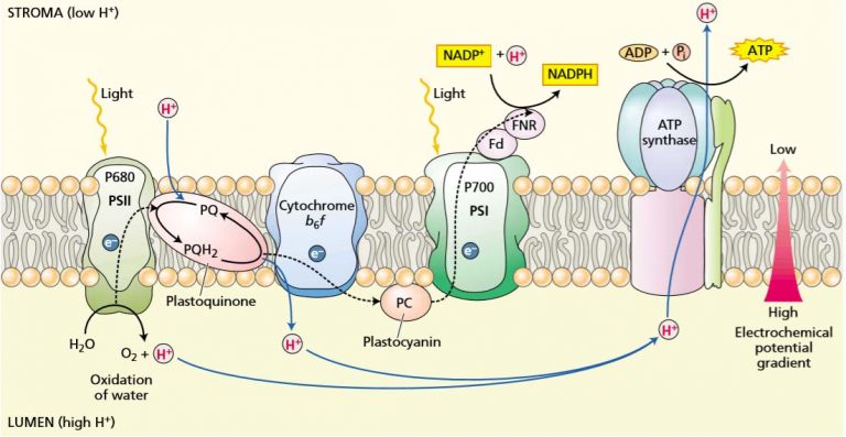 Photophosphorylation & Chemiosmosis - Study Solutions