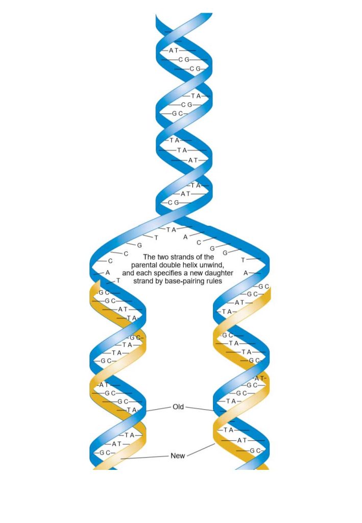 essay about dna replication
