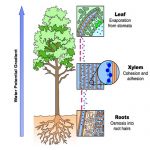 COHESION TENSION THEORY - Study Solutions