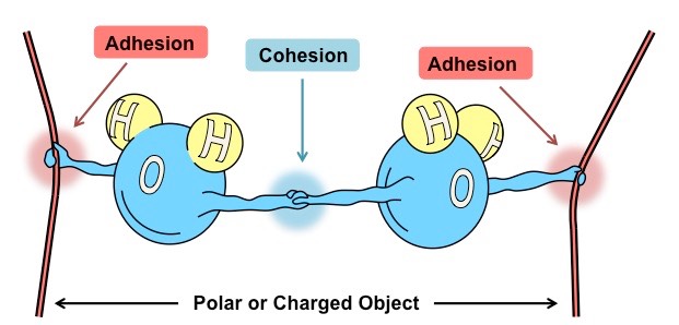 COHESION TENSION THEORY Study Solutions