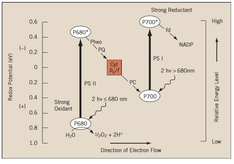 Light Dependent Reaction-Z scheme