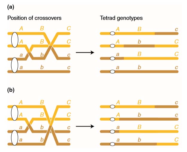 Multiple Crossovers can involve more than two chromatids - Study Solutions
