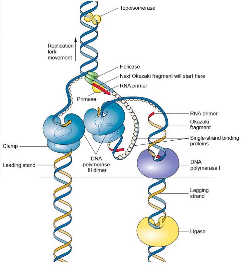 Mechanism of DNA Replication - Study Solutions