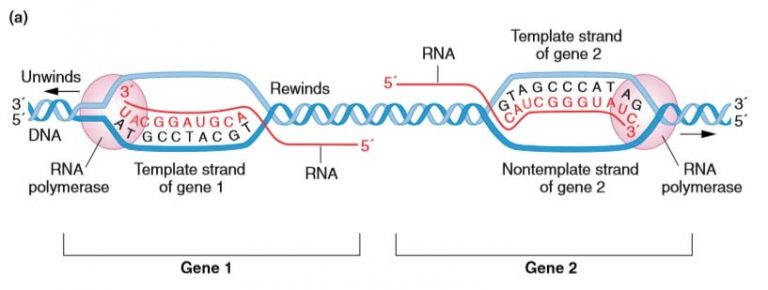 dna template strand