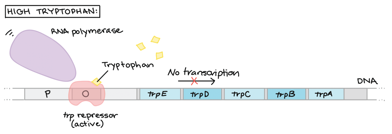 tryptophan-operon-study-solutions