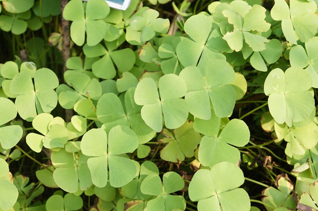 Marsilea; a water fern