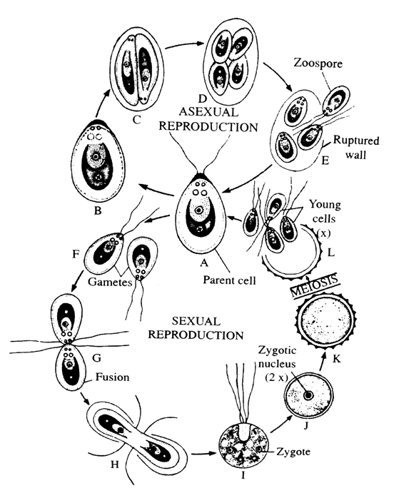 life cycle of chlamydomonas