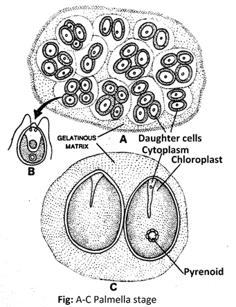 Plamella stage of Chlamydomonas