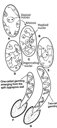zygospore germination