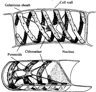 Spirogyra cell