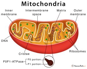 fig mitochondrion